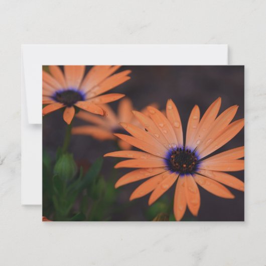 Orange Symphony (Front)