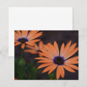 Orange Symphony (Front/Back)