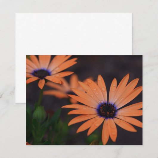 Orange Symphony (Front/Back)