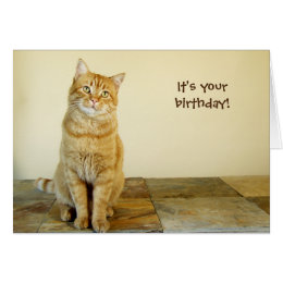 happy birthday from orange tabby kitten happy birthday from orange tabby kitten