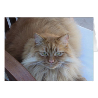 Orange Tabby Cards