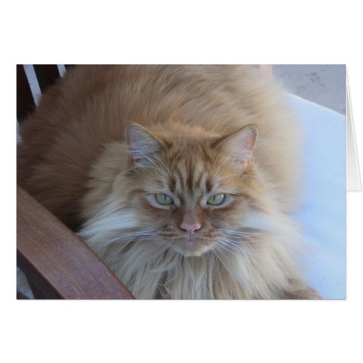 Orange Tabby Cards (Front Horizontal)