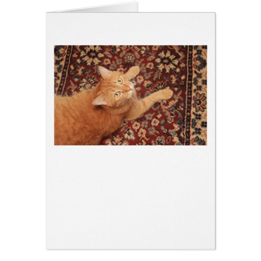 Orange Tabby Cards (Front)