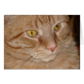 Orange Tabby Cat (Front Horizontal)