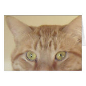 Orange Tabby Cat (Front Horizontal)