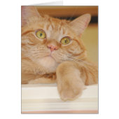 Orange Tabby Cat (Front)