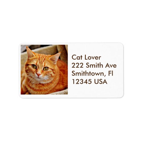 Orange Tabby Cat Address Label