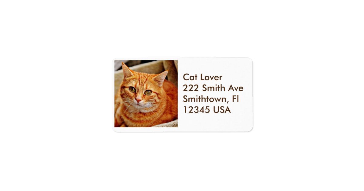 Orange Tabby Cat Address Label Zazzle