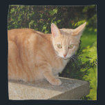 Orange Tabby Cat Bandana<br><div class="desc">An orange tabby cat decorates this lovely bandana</div>