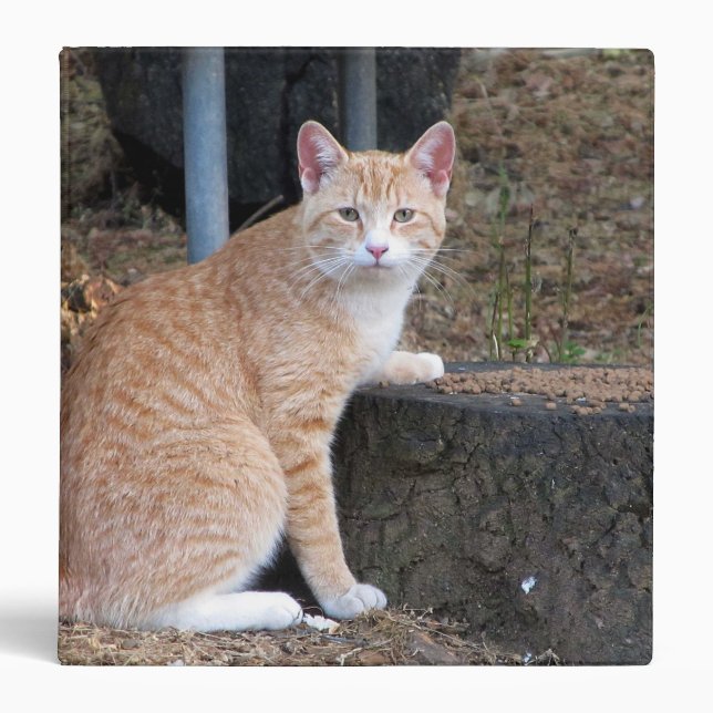 Orange Tabby Cat Binder (Front)