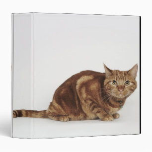 Orange Tabby cat Binder