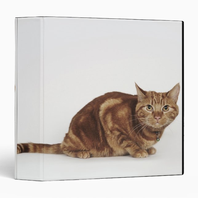 Orange Tabby cat Binder (Front/Spine)