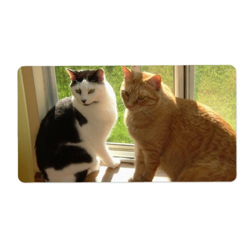 Orange Tabby CatBlack  White Cat Label