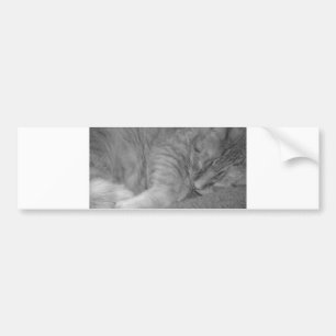 Orange Tabby Cat/Black & White Photo Bumper Sticker