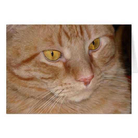 Orange Tabby Cat Cards (Front Horizontal)