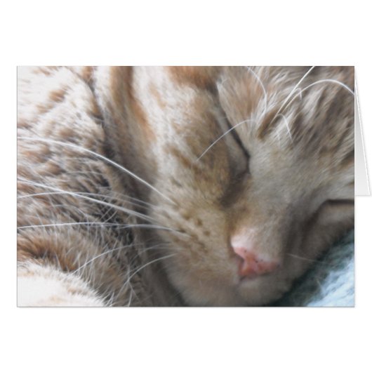 Orange Tabby Cat Cards (Front Horizontal)