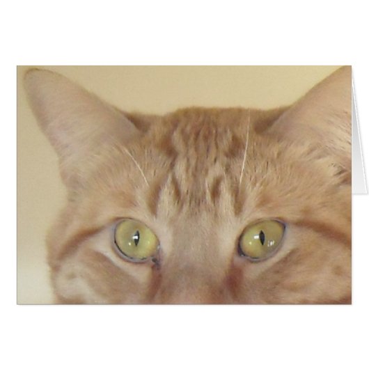 Orange Tabby Cat Cards (Front Horizontal)