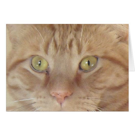 Orange Tabby Cat Cards (Front Horizontal)
