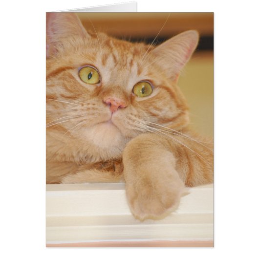 Orange Tabby Cat Cards (Front)