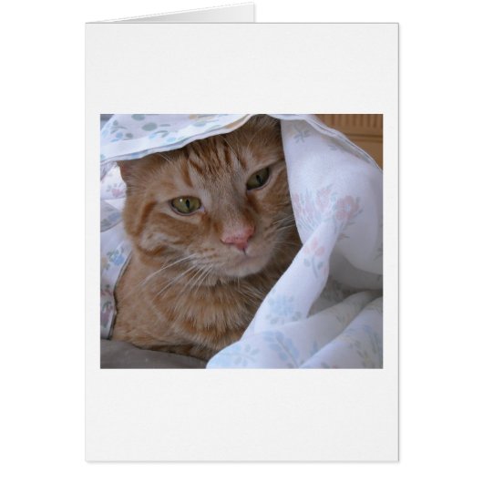Orange Tabby Cat Cards (Front)