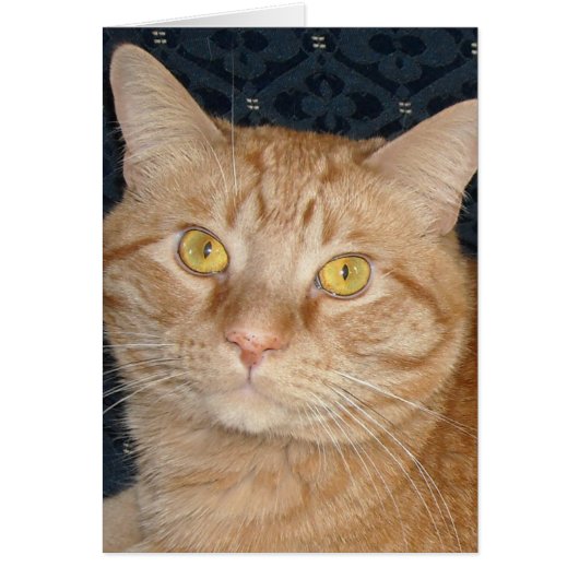 Orange Tabby Cat Cards (Front)