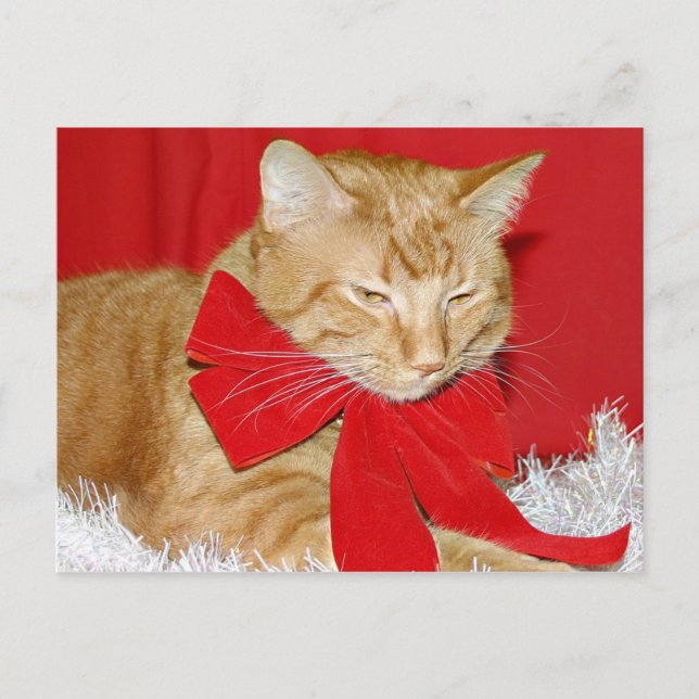 Orange tabby cat Christmas Holiday Postcard (Front)