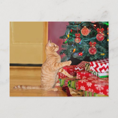 Orange Tabby cat Christmas Holiday Postcard