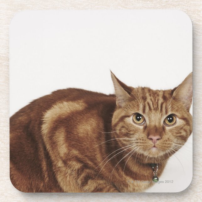 Orange Tabby cat Coaster (Front)