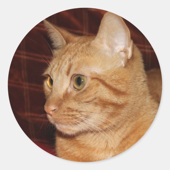Orange Tabby Cat Face Close-up Classic Round Sticker (Front)