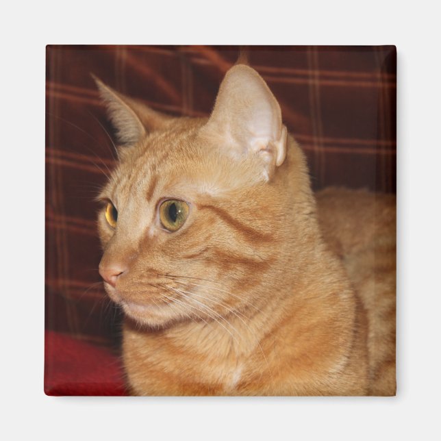 Orange Tabby Cat Face Close-up Magnet (Front)