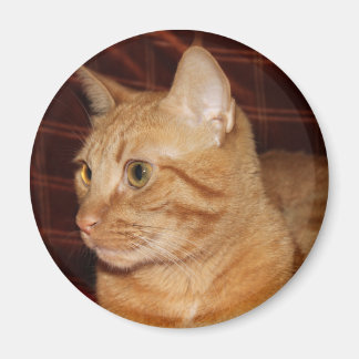 Orange Tabby Cat Face Close-up Magnet