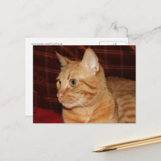 Orange Tabby Cat Face Close-up Postcard