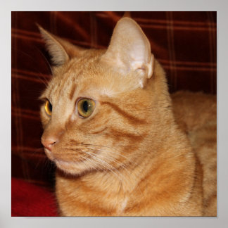 Orange Tabby Cat Face Close-up Poster