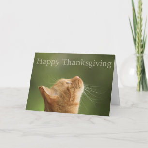 Orange Tabby Cat :: Happy Thanksgiving Card