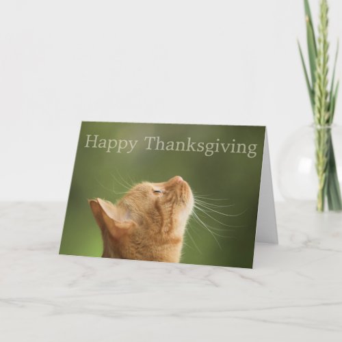 Orange Tabby Cat  Happy Thanksgiving Card