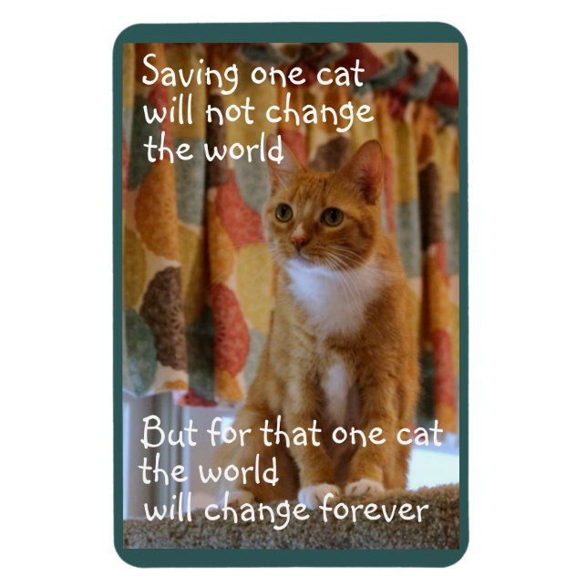 Orange Tabby Cat Hopes to be Adopted Magnet (Vertical)