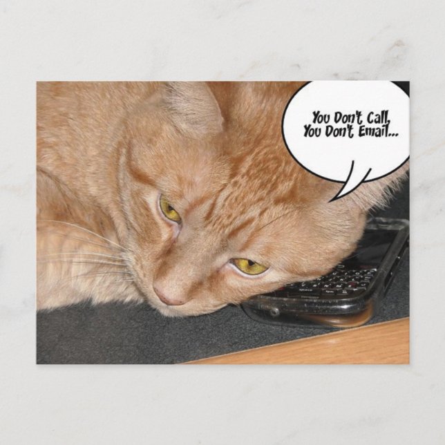 Orange Tabby Cat Humor Postcard (Front)
