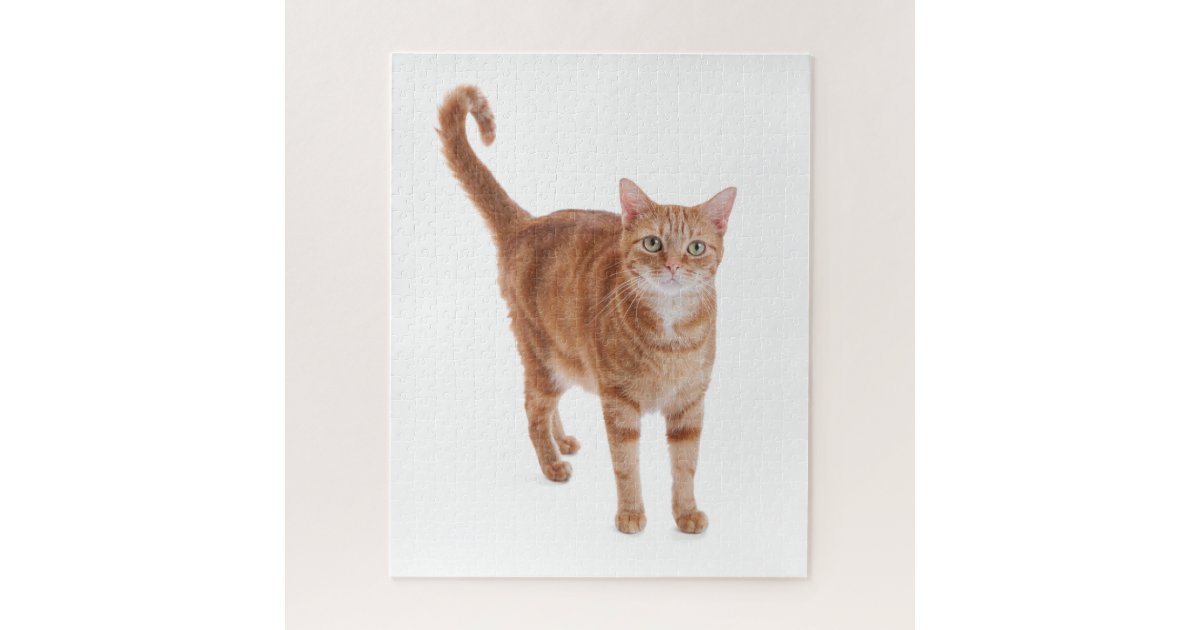 Orange Tabby Cat Jigsaw Puzzle Zazzle