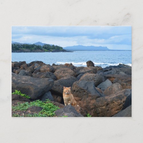 Orange Tabby Cat Kauai Hawaii Postcard