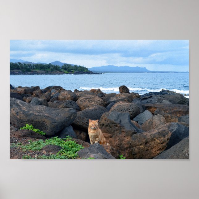 Orange Tabby Cat, Kauai, Hawaii Poster (Front)