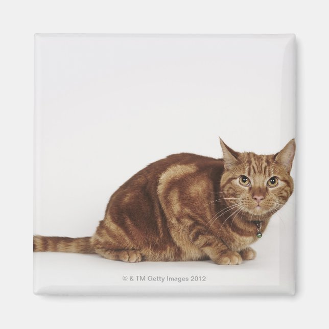 Orange Tabby cat Magnet (Front)