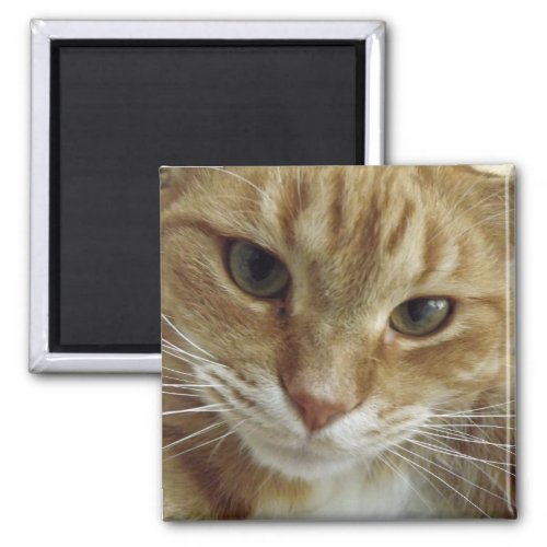 Orange Tabby Cat Magnet