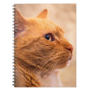 Orange Tabby Cat Notebook Curious Feline Notebook
