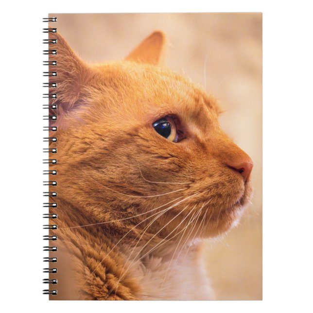 Orange Tabby Cat Notebook | Warm Pet Portrait (Front)