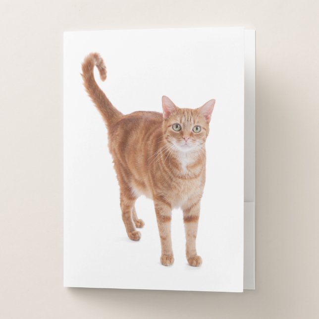 Orange Tabby Cat Pocket Folder (Front)