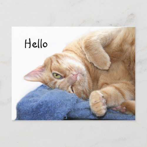 Orange tabby cat postcard