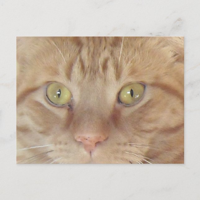 Orange Tabby Cat Postcard (Front)