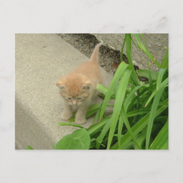 Orange Tabby Cat Postcard (Front)