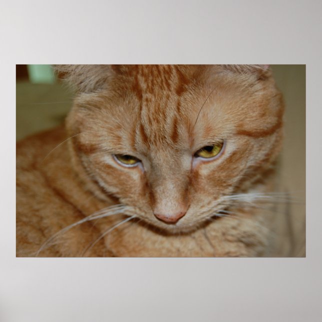 Orange Tabby Cat Poster (Front)