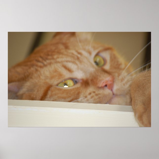 Orange Tabby Cat Poster (Front)